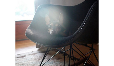 Houzz Rule: No Dogs Allowed?