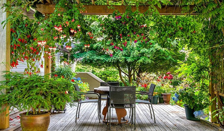 Fuchsia Brightens Shady Gardens