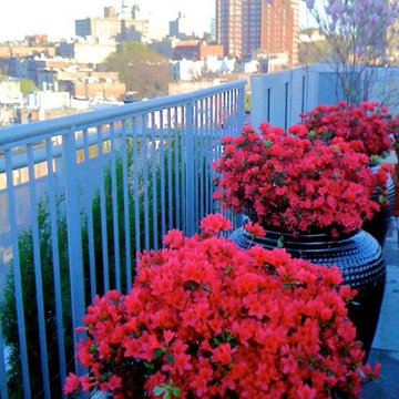 Brooklyn, NYC Rooftop Garden: Terrace, Ceramic Pots, Containers, Azaleas
