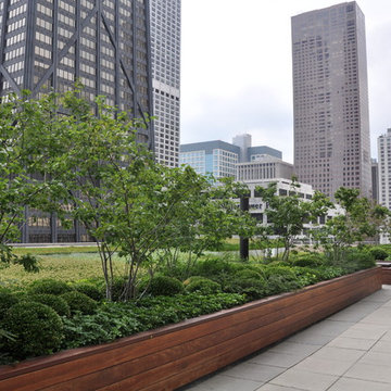 Downtown Green Roof