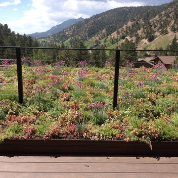 Green roof in Boulder