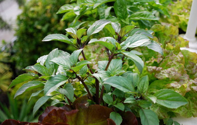 5 Mosquito-Repelling Plants for Your Balcony