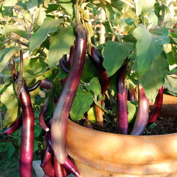 Terra-Cotta Pots are Excellent for Growing Eggplants, Peppers, and Tomatoes