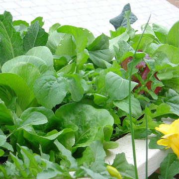 Window Box Salad Garden