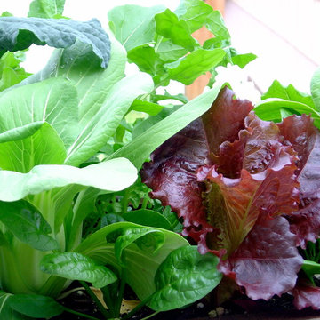 Window Box Vegetables