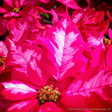 Interior Holiday Decor
