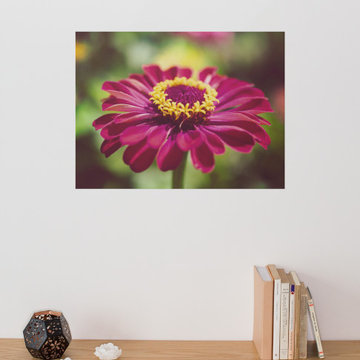 Moody Young-And-Old Age Pink Zinnia Flower - Floral Nature Photography Wall Art
