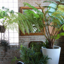 Plants Indoor