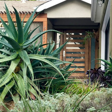 Culver modern remodel with drought tolerant entry.