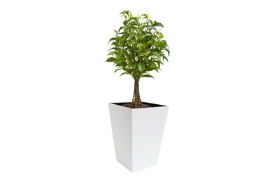 Madeira Conica Stainless Planter with Tree