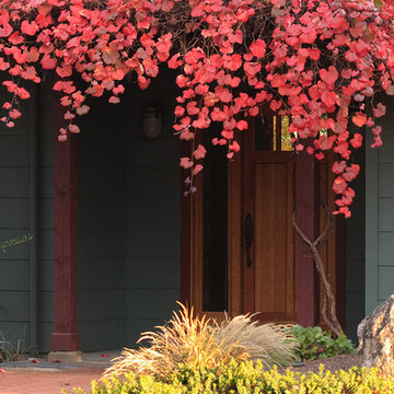 Vitis 'Roger's Red'