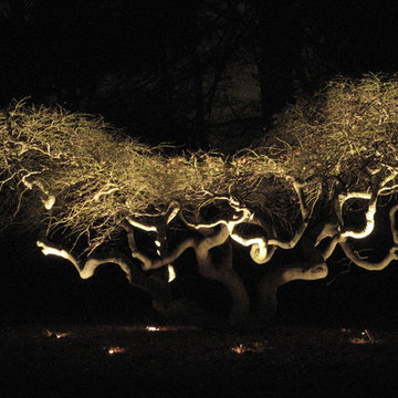 A Japanese Maple