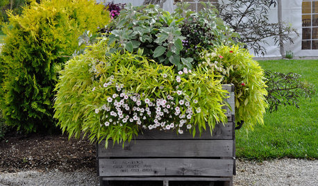 This Pro Tip Will Save You Money on Your Container Garden