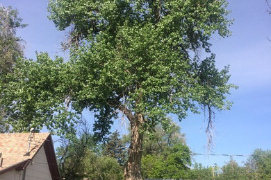 Cottonwood Prune Before and After