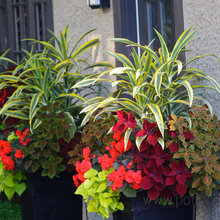 flower planters