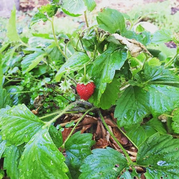 Feng Shui Oasis: Strawberries