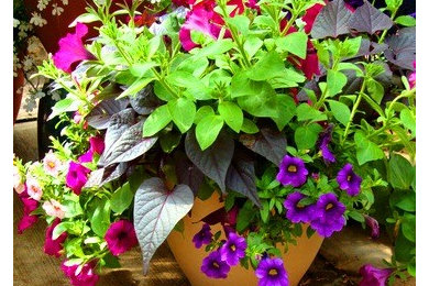 Flower Containers and Hanging Baskets