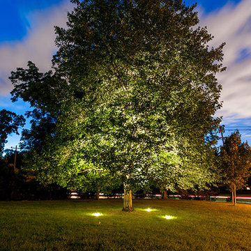 In-Ground Well Up Lights on Tree
