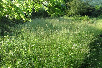 Meadow Restoration