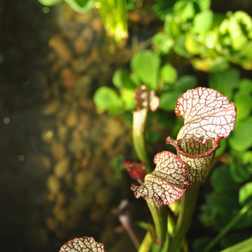 Modern Water Feature