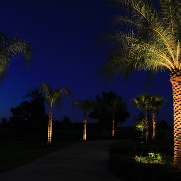 Palm Tree Lighting along Driveway
