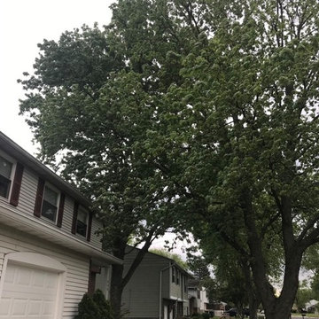 Tree Removal and Tree Trimming in Dayton