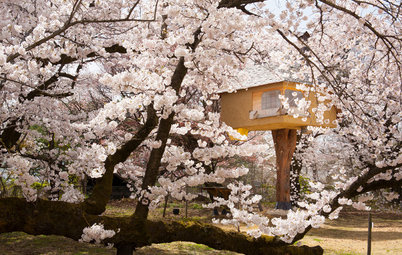 Lernen von Hanami: Schwelgen in der Schönheit der Obstblüte!