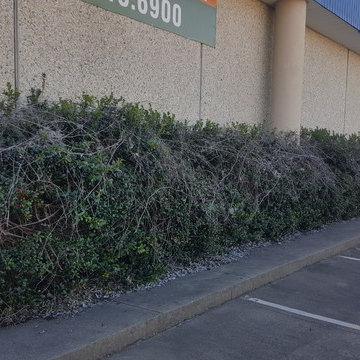 Trimming and Cleaning neglected hedge row- Commercial