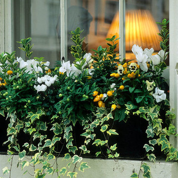 Winter Windowboxes