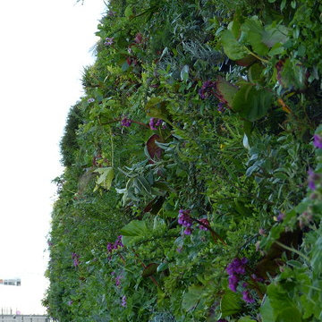 Façade végétalisée / Mur végétal extérieur VERTICAL FLORE (lycée)