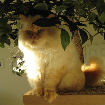 Client Photos of their cat enjoying their Pet Tree House