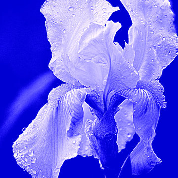 Iris Blue Print By Joan Han