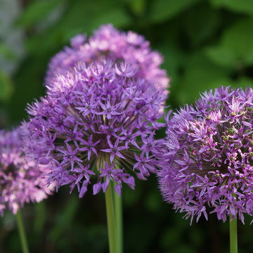 Allium Zierlauch