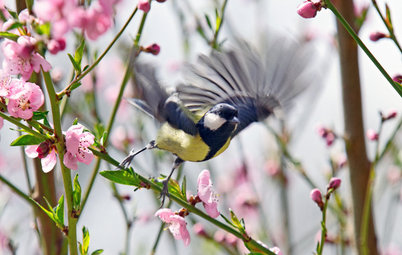 Gefährliche Glasfronten: So verhindern Sie Vogelschlag