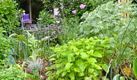 Einen Kräutergarten anlegen und abwechslungsreich bepflanzen