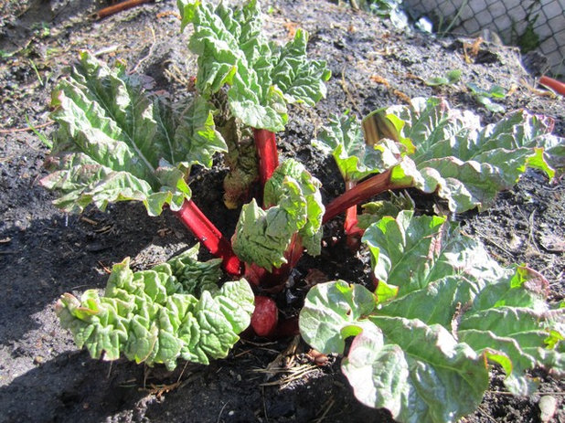 Landhausstil Garten by Welt der Blüten