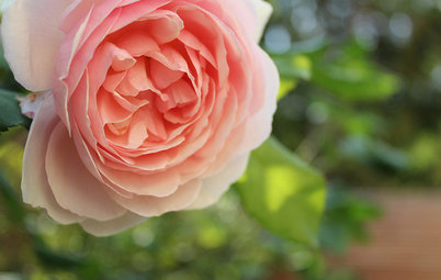 Rosen im Garten: Tipps für Auswahl, Kauf und Pflanzung