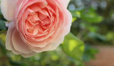 Rosen im Garten: Tipps für Auswahl, Kauf und Pflanzung