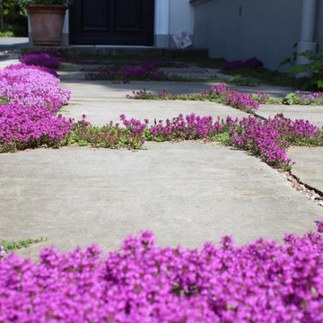 Thymus serpyllum `Coccineus´ in den Fugen großformatiger Sandsteinplatten