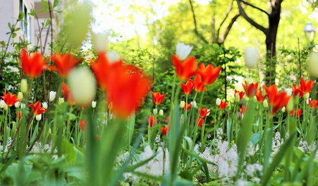 Die 12 schönsten Frühjahrsblüher – hurra, es wird wieder bunt!