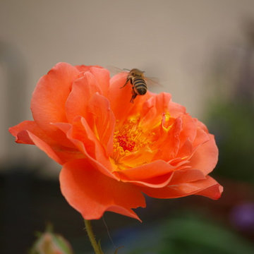 Verwandlung eines Reihenhausgarten