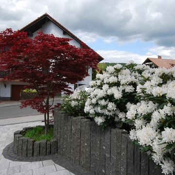 weiße Rhododendren mit Feuerahorn