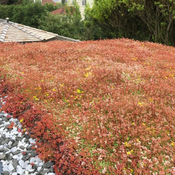 Domestic Sedum Project