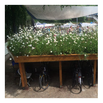Green Roof Bicycle Shed