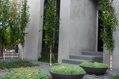 Photo of a modern front garden in Melbourne with a potted garden.