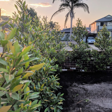 Australian Native Front Yard