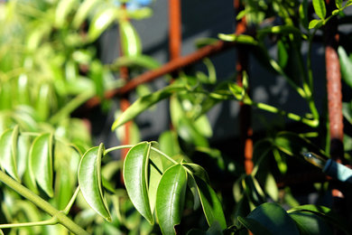 メルボルンにある低価格の小さな、春のおしゃれな中庭 (屋外コート、日陰) の写真