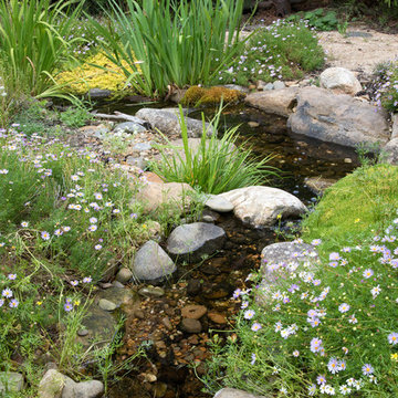 Blackburn cottage garden with stream