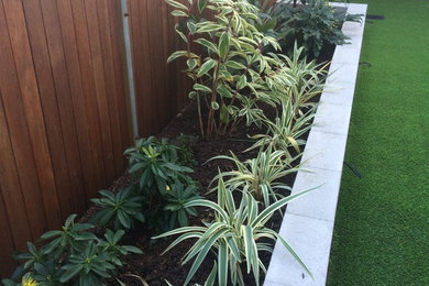 Kleiner Moderner Garten hinter dem Haus mit Kübelpflanzen in Brisbane