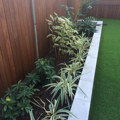This is an example of a small contemporary backyard landscaping in Brisbane.